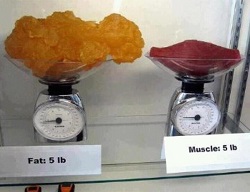 Соотношение жировой и мышечной ткани
