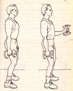 Мышцы плеча и предплечья